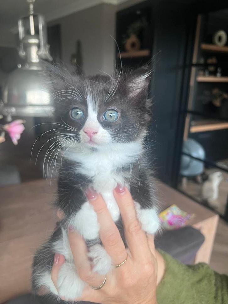 Ragdoll X Britse Korthaar X Europese Korthaar nog 2 beschikb, Dieren en Toebehoren, Katten en Kittens | Raskatten | Korthaar, Meerdere dieren