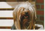 kaart Yorkshire Terrier, Ophalen of Verzenden, 1980 tot heden, Ongelopen, Hond of Kat