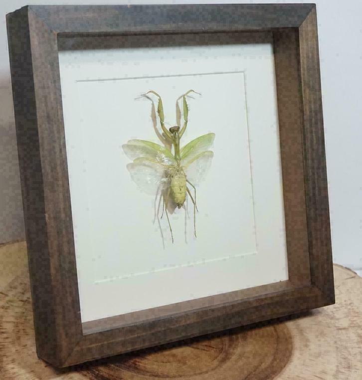 Bidsprinkhaan in luxe lijst - Insect in lijst, Verzamelen, Dierenverzamelingen, Nieuw, Opgezet dier, Insect, Ophalen of Verzenden