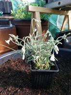 Hoornbloem, bodembedekker, Tuin en Terras, Planten | Tuinplanten, Bodembedekkers, Volle zon, Vaste plant, Ophalen of Verzenden