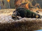 Tylomelania yellow spot, Dieren en Toebehoren, Vissen | Aquariumvissen, Slak of Weekdier