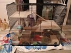 Grote hamster terrarium / kooi, Ophalen, Kooi, Gebruikt, 60 tot 90 cm