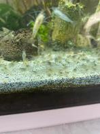 Garnalen, Dieren en Toebehoren, Vissen | Aquariumvissen, Kreeft, Krab of Garnaal