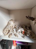 Diverse schedels: konijn, wild zwijn, etc., Ophalen of Verzenden, Gebruikt, Wild dier, Schedel