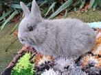 kleurdwerg, Dieren en Toebehoren, Konijnen, Vrouwelijk, Dwerg