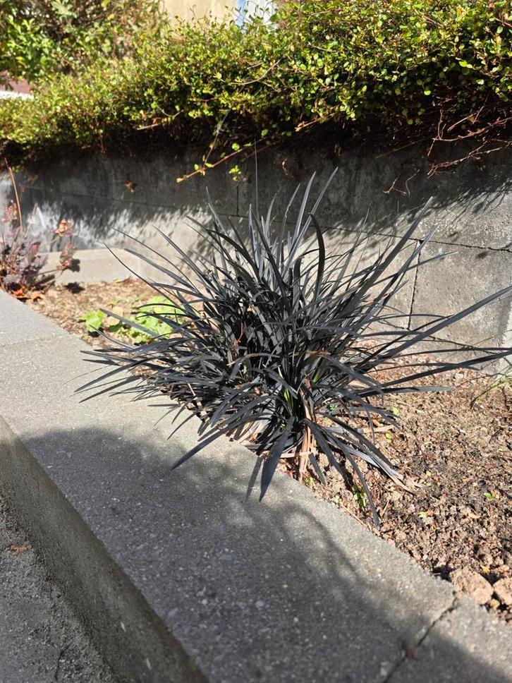 Te koop: Jonge ophiopogon planiscapus, Tuin en Terras, Planten | Tuinplanten, Vaste plant, Overige soorten, Zomer, Ophalen of Verzenden