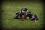 Pinscher pups, Dieren en Toebehoren, België, Rabiës (hondsdolheid), Overige rassen, 8 tot 15 weken