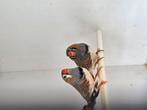 Jonge charcoal zebravinken, Dieren en Toebehoren, Vogels | Overige Vogels, Meerdere dieren, Tropenvogel