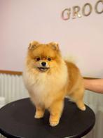 Pomeranian pup 10 maanden, reutje, Dieren en Toebehoren, Particulier, 15 weken tot 1 jaar, Reu, Buitenland