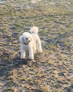 Lieve toypoedel teefje, Rabiës (hondsdolheid), Teef, Eén hond, 6 jaar of ouder