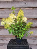 Hydrangea pan Bobo, Ophalen, Zomer, Overige soorten, Halfschaduw