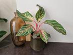 Aglaonema 'Dreamcatcher', Ophalen of Verzenden