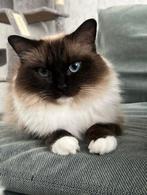 Ragdoll katten, Poes, Ontwormd, 0 tot 2 jaar