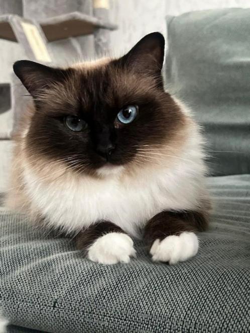Ragdoll katten, Dieren en Toebehoren, Katten en Kittens | Raskatten | Langhaar, Poes, 0 tot 2 jaar, Ontwormd, Ingeënt