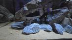 Groep synodontis polli whites (6 stuks), Dieren en Toebehoren, Vissen | Aquariumvissen, Vis