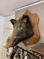 Everzwijn, Verzamelen, Dierenverzamelingen, Ophalen of Verzenden, Overige soorten, Opgezet dier