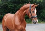 Kwaliteitsvolle en brave ruin, Gechipt, Ruin, Dressuurpaard, Zadelmak