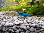 10 stuks neocaridina Blue Dream 🦐 (eigen foto's), Kreeft, Krab of Garnaal
