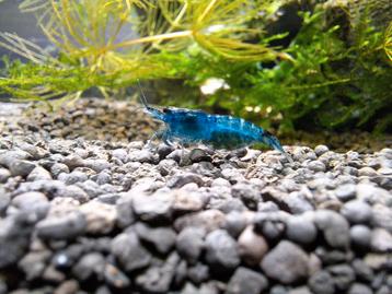 10 stuks neocaridina Blue Dream 🦐 (eigen foto's) beschikbaar voor biedingen
