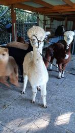 Alpaca's  drachtige merrie te koop., Dieren en Toebehoren, Overige Dieren, Mei, Vrouwelijk