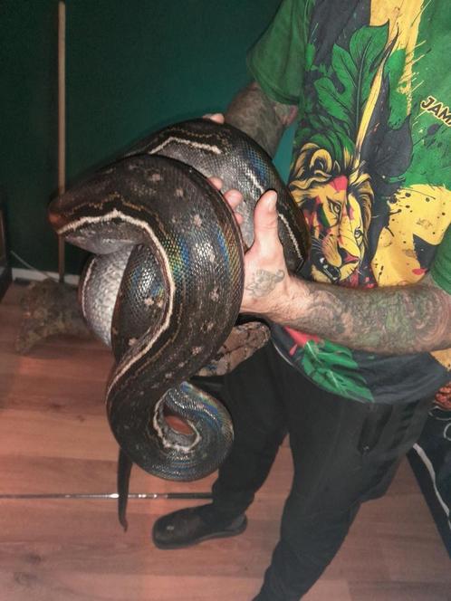 1.0 Netpython Anthrax Phantom darkline 2,5 meter, Dieren en Toebehoren, Reptielen en Amfibieën, Slang
