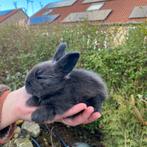 Raszuiver sable full face engels angora voedstertje, Dieren en Toebehoren, Vrouwelijk, Middelgroot, 0 tot 2 jaar