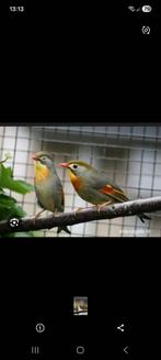 Mooi koppel, Dieren en Toebehoren, Meerdere dieren, Parkiet