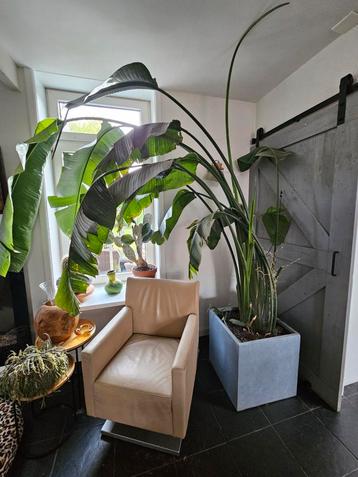 Strelitzia Nicolai  kamerplant  beschikbaar voor biedingen