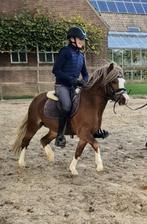 Fantastisch bewegende A-welsh met veel uitstraling, Dieren en Toebehoren, Pony's, A pony (tot 1.17m), 3 tot 6 jaar, Recreatiepony