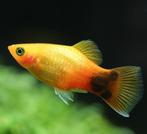 Platy coral sunset - Koidream Valburg, Dieren en Toebehoren, Vis, Zoetwatervis, Schoolvis