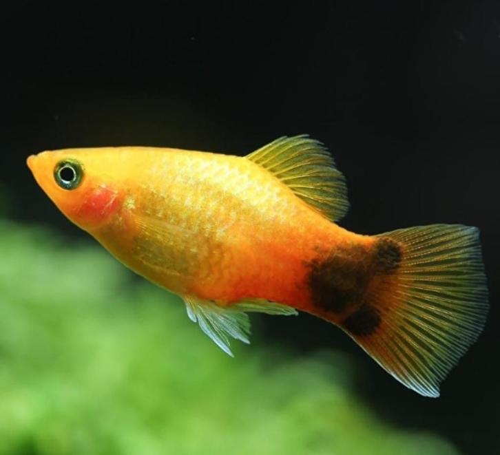 Platy coral sunset - Koidream Valburg, Dieren en Toebehoren, Vissen | Aquariumvissen, Zoetwatervis, Vis, Schoolvis