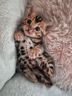 Volbloed bengaal poes kitten, Dieren en Toebehoren, Katten en Kittens | Raskatten | Korthaar, Poes, Gechipt, 0 tot 2 jaar