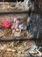 Baby agapornissen nu te reserveren, Meerdere dieren, Dwergpapegaai of Agapornis