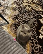 Britse korthaar kitten met stamboom, Dieren en Toebehoren, Katten en Kittens | Raskatten | Korthaar