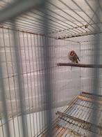 Major putter, Mannelijk, Wildzangvogel