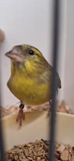 Mooi koppeltje Baardsijsen geringd zitten koud en onverwant, Dieren en Toebehoren, Meerdere dieren, Tropenvogel, Geringd