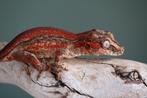 Vrouwelijke redstripe gargoyle gekko, Dieren en Toebehoren, Hagedis, 0 tot 2 jaar