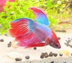 Super Delta Giant Betta man – Rood/Blauw 8 mnd oud, Vis