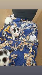 Kittens en moeder poes zoeken nieuw huisje, Dieren en Toebehoren, Katten en Kittens | Overige Katten, Meerdere dieren
