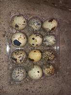 Broed eieren Japanse kwartels, Dieren en Toebehoren, Geslacht onbekend, Overige soorten