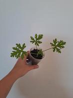 Citroen geranium stekken, Ophalen of Verzenden, Overige soorten, Minder dan 100 cm