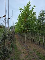 Plataan, Tuin en Terras, Planten | Bomen, Volle zon, Bloeit niet, Minder dan 100 cm, Overige soorten