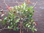 Photinia Camilvy,  wintergroene leiboom, 120-200cm stam, Tuin en Terras, Planten | Bomen, Ophalen of Verzenden, In pot, Leiboom