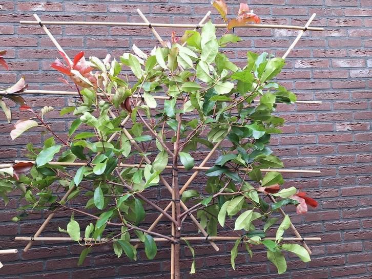 Photinia Camilvy,  wintergroene leiboom, 120-200cm stam, Tuin en Terras, Planten | Bomen, Leiboom, 250 tot 400 cm, In pot, Ophalen of Verzenden
