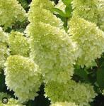 Pluimhortensia Limelight, Ophalen of Verzenden, Hortensia, Struik, Minder dan 100 cm