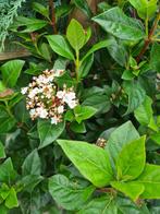 Viburnum Tinus struiken tot ca. 80 cm, Tuin en Terras, Ophalen of Verzenden, Overige soorten, Struik, Minder dan 100 cm