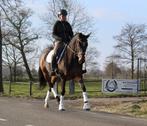 Super mooie (PROK gekeurde ) gezonde merrie!, Dieren en Toebehoren, Paarden, Merrie, Gechipt, L, 11 jaar of ouder