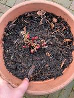 Pioenroos vaste plant, Ophalen, Overige soorten, Volle zon