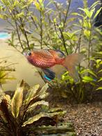 Prachtbarbeel 5 stuks, Dieren en Toebehoren, Vis