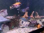 Aquarium compleet, Dieren en Toebehoren, Vis